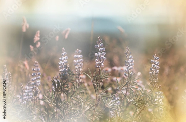 Fototapeta Sunny meadow