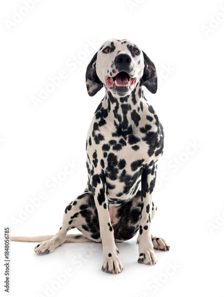 Obraz young dalmatian in studio