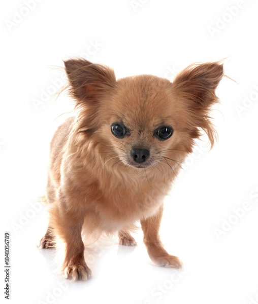 Obraz chihuahua in studio