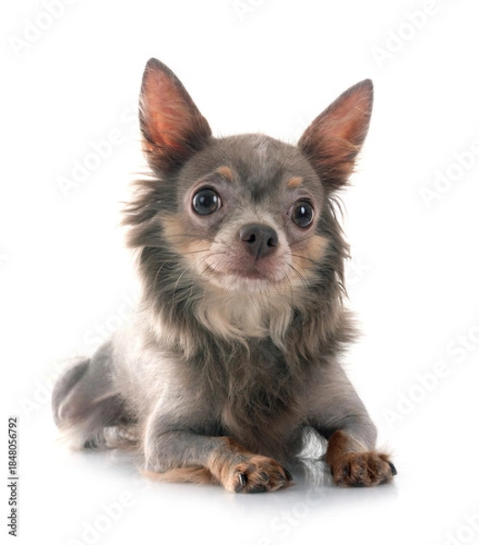 Obraz chihuahua in studio