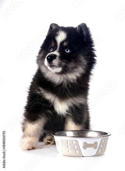 Obraz Pomsky in studio