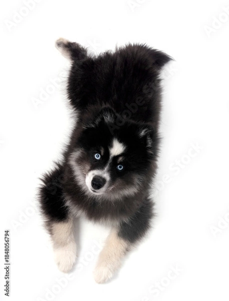 Obraz Pomsky in studio