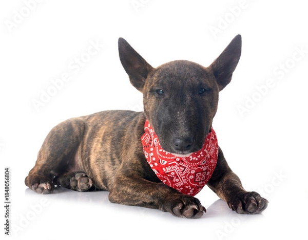 Obraz miniature bull terrier in studio