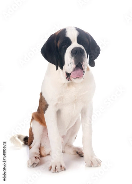 Obraz saint bernard in studio