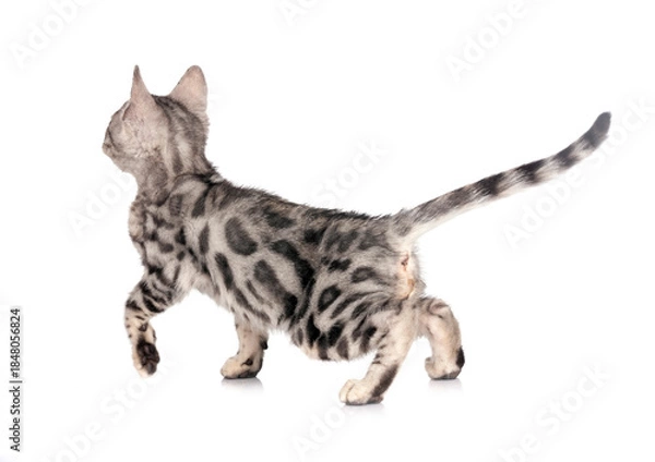 Obraz bengal kitten in studio
