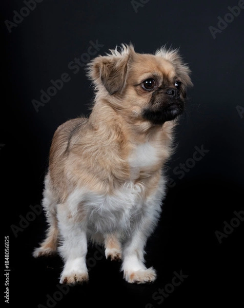 Obraz Tibetan spaniel in studio