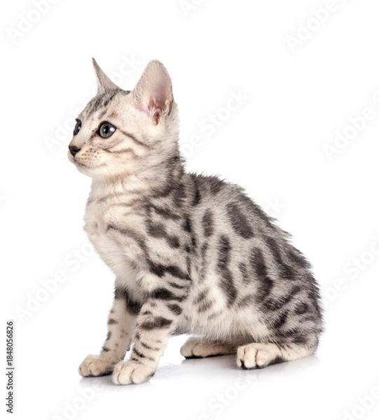 Obraz bengal kitten in studio