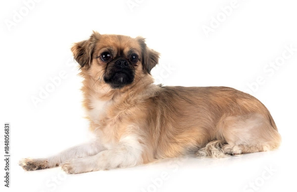 Obraz Tibetan spaniel in studio