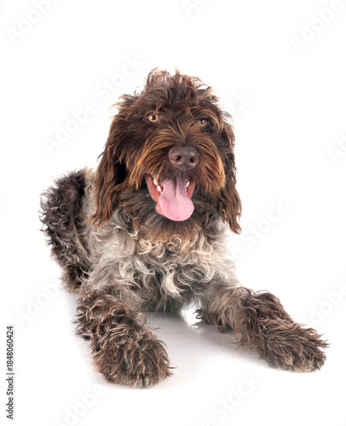 Obraz Wirehaired Pointing Griffon