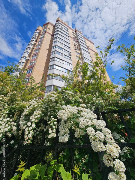 Obraz Tall building with a white facade and a fence made of green leaves and white spiraea flowers. The fence is located near the building and is surrounded by a lush green bush