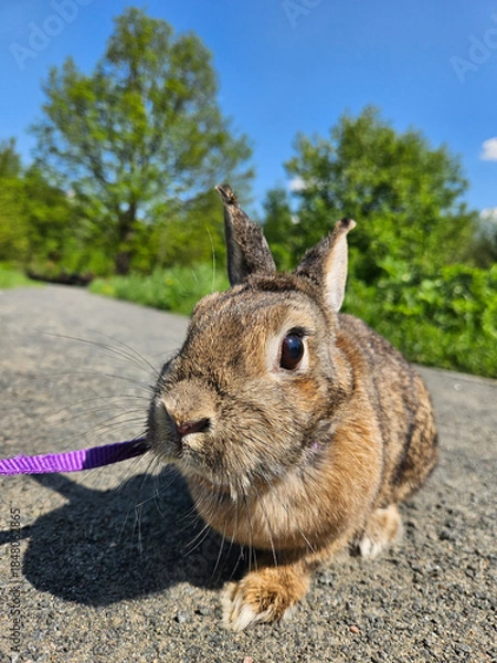 Obraz Rabbit is standing on a road with a leash. The leash is purple. The rabbit is looking at the camera