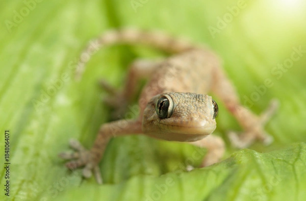 Fototapeta Gecko Head-On: Eye-Level Close-up