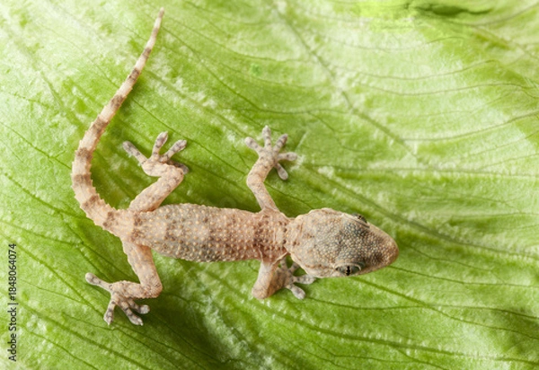 Fototapeta Gecko Resting on a Textured Green Leaf