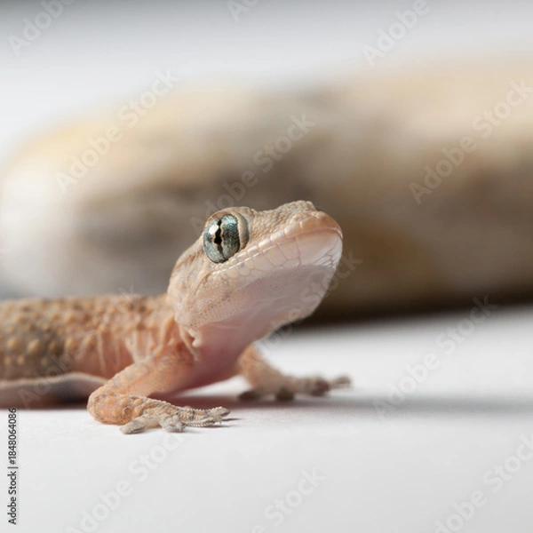 Fototapeta Curious Gecko