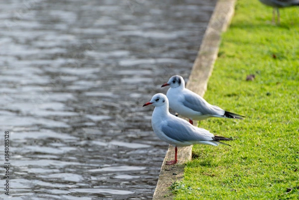 Obraz Two black headed gulls in winter plumage