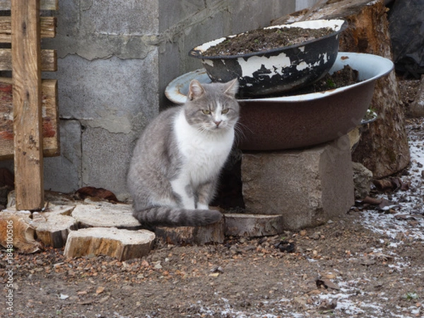 Obraz a gray and white cat is sitting outside