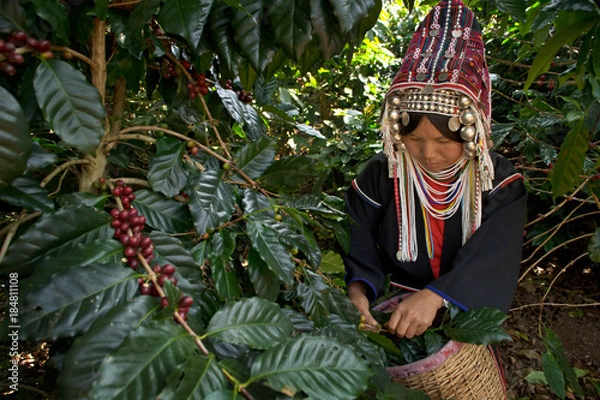 Obraz Akha Coffee Harvest