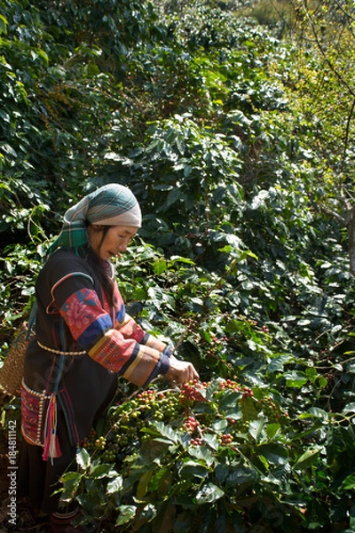 Obraz Akha Coffee Harvest