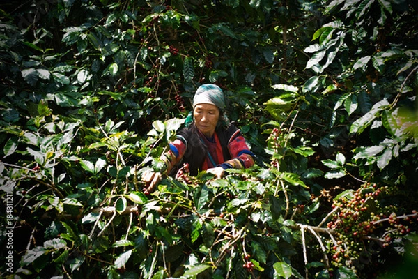 Obraz Akha Coffee Harvest
