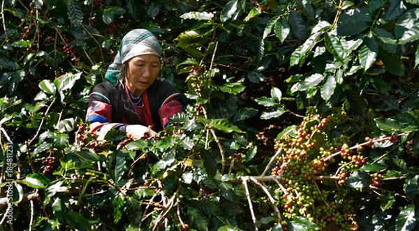 Obraz Akha Coffee Harvest