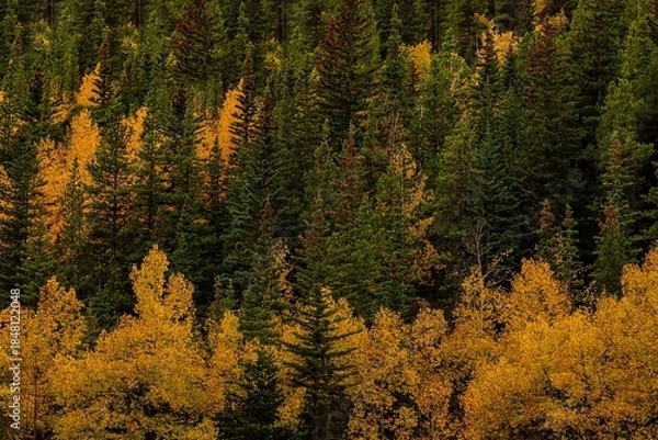 Fototapeta Fall Trees In An Alberta Forest
