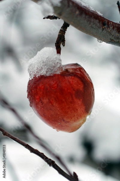 Fototapeta cold apple