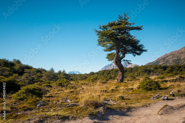 Fototapeta Lenga tree in natural environment in Patagonia