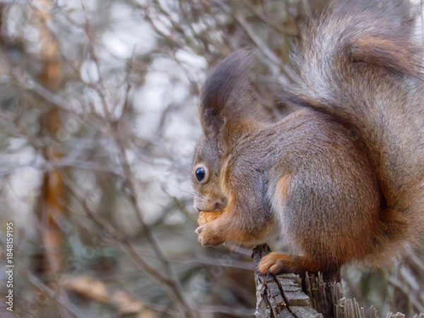 Obraz A fluffy squirrel gnaws on a walnut