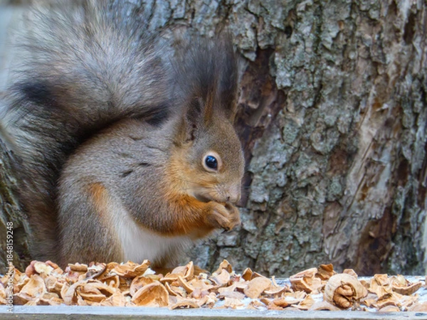 Obraz A furry squirrel munching on a walnut.