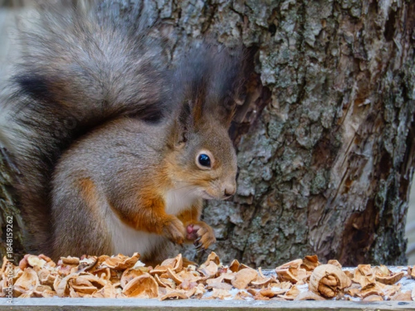 Obraz A furry squirrel sits among walnut shells