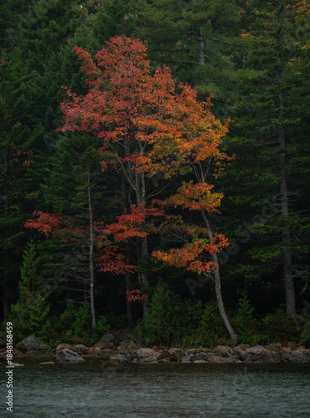 Obraz autumn in the forest