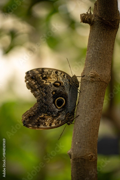 Obraz butterfly on a tree
