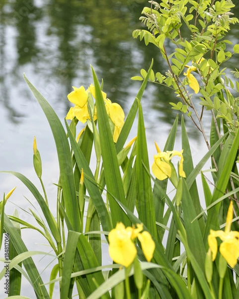 Obraz yellow iris in a meadow