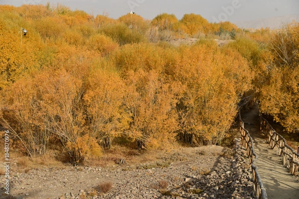 Obraz Hu yanlin tree park in yellow leaves near the Tashkurgan Stone City was a small fortified city with multiple layers of walls. Location: Tashgur City, Tajikistan Autonomous Region, Xinjiang, China.