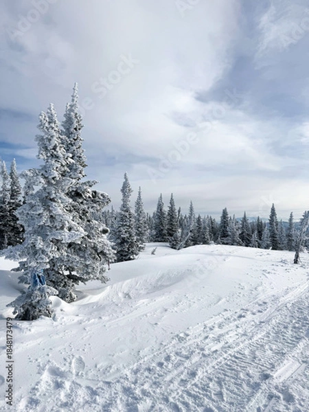 Obraz Snow covered forest with pine trees under cloudy winter sky