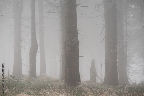 Obraz Gęsta mgła przenika między pniami drzew, tworząc tajemniczą, spokojną i nieco mroczną atmosferę. Minimalistyczna kompozycja, stonowana kolorystyka i naturalne światło podkreślają surowość oraz dzikość