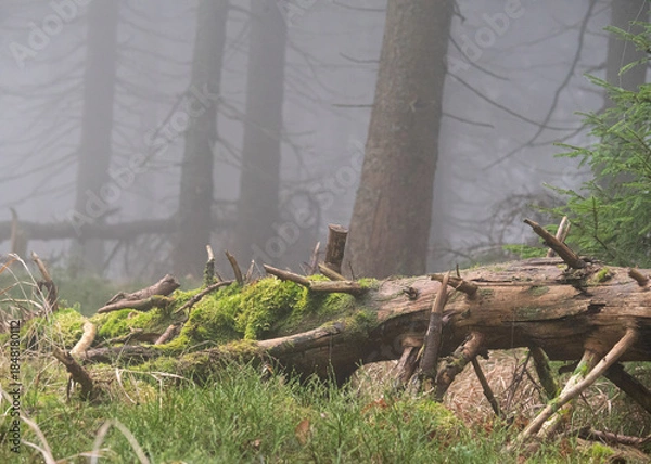 Obraz Gęsta mgła przenika między pniami drzew, tworząc tajemniczą, spokojną i nieco mroczną atmosferę. Minimalistyczna kompozycja, stonowana kolorystyka i naturalne światło podkreślają surowość oraz dzikość