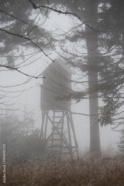 Obraz Gęsta mgła przenika między pniami drzew, tworząc tajemniczą, spokojną i nieco mroczną atmosferę. Minimalistyczna kompozycja, stonowana kolorystyka i naturalne światło podkreślają surowość oraz dzikość
