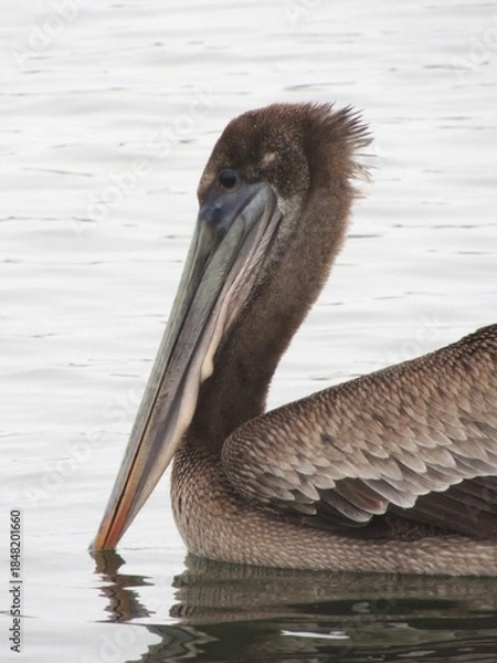Obraz A juvenile brown pelican swims along
