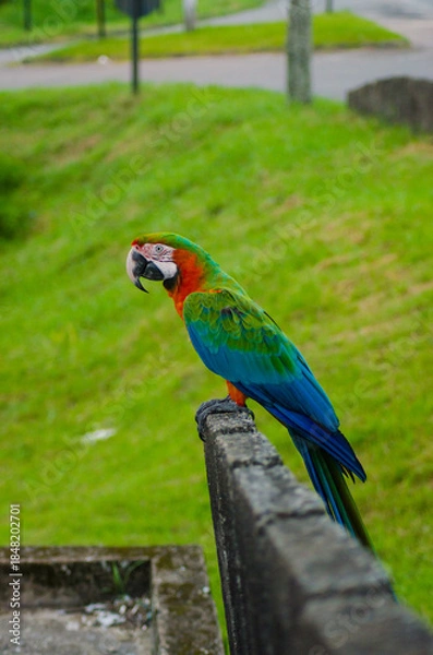 Obraz Voando pela cidade - Arara 