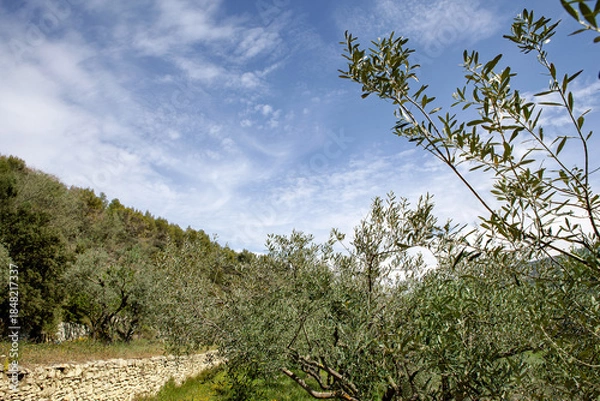 Obraz Olive trees of Provence in spring