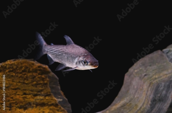 Fototapeta Fish known as Curimbata, Prochilodus Lineatus. Fish characteristic of having large lips.