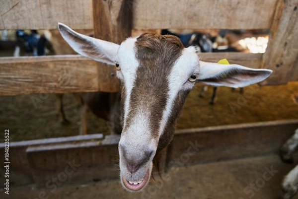 Obraz Goat looking forward inside the barn