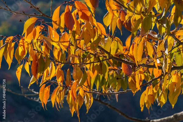 Obraz Kyoto in Japan