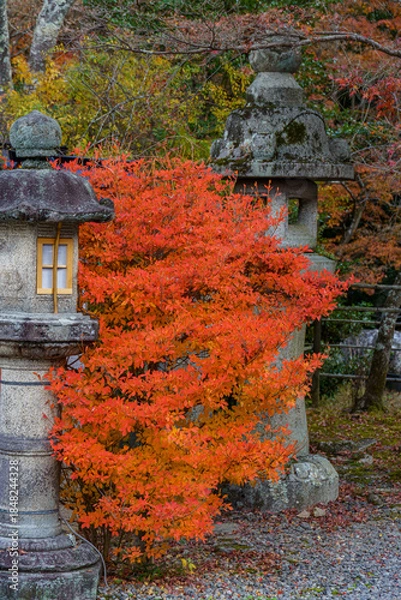 Obraz Kyoto in Japan