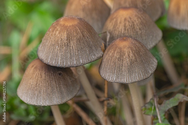 Obraz shiny cap mushrooms, (Coprinellus micaceus), emerging from the ground in autumn, close view