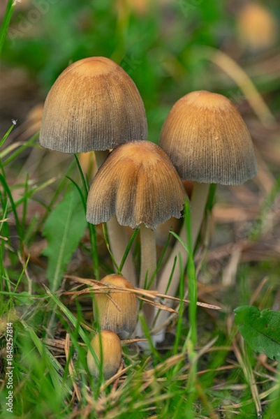 Obraz shiny cap mushrooms, (Coprinellus micaceus), emerging from the ground in autumn, close view