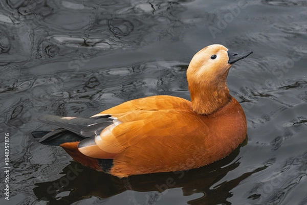 Obraz Ruddy shelduck (Tadorna ferruginea), swimming in a lake with snowflakes on its feathers