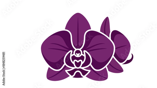 Obraz orchid isolated on white