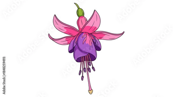 Obraz pink flower isolated on white